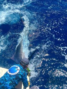 Big Game Fishing Marlin