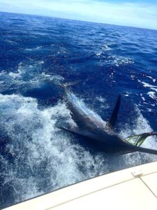 Big Game Marlin Madeira