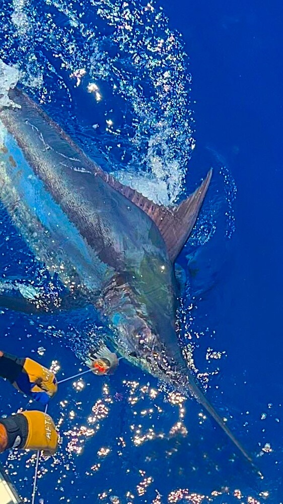 Marlin on Leader
